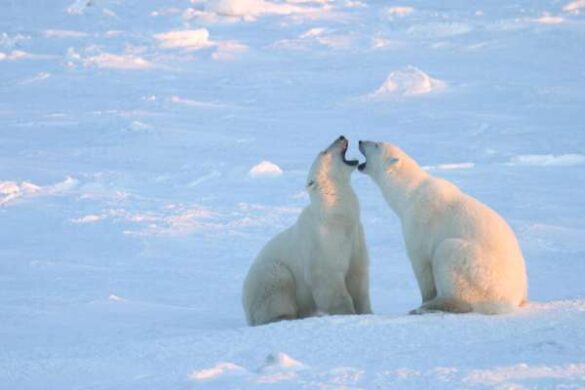 Norman Johnson (USA) – Polar Bears 174
