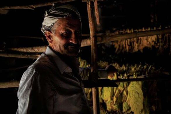 Osman Furkan Ozkan (Turkiye) – tobacco in C_ukurca