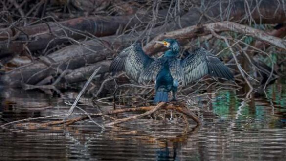 Pavlos Pavlou (Cyprus) – CORMORANT MIGRATORY …