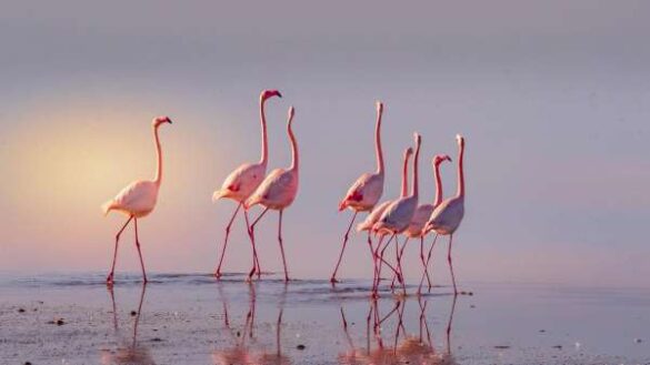 Pavlos Pavlou (Cyprus) – WONDERFULL PINK