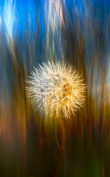 SALON Honorable Mention E-Certificate – Alyson Bone (New Zealand) – Seeds of Light