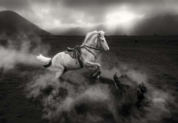 SALON Honorable Mention E-Certificate – Mohammed Muhtasib (Saudi Arabia) – Angry Horse