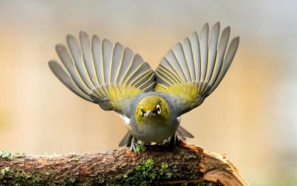 SALON Honorable Mention E-Certificate – Toya Heatley (New Zealand) – Silvereye with wings…