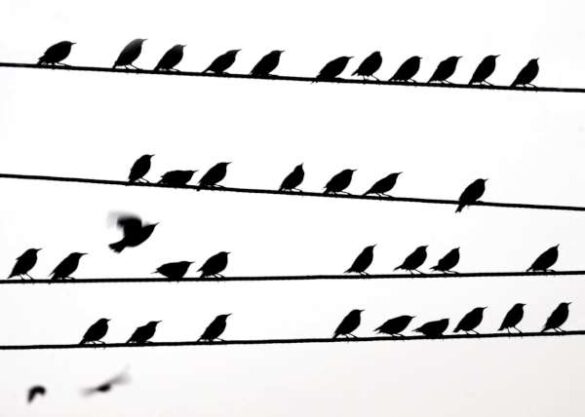 Seyed Amin Mousavi (Iran) – Lines