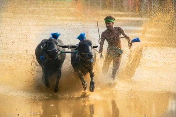 Sharath Acharya B (India) – Kambala Koota