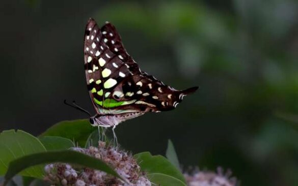 Shivashankar Hebbale (India) – Tailed Jay