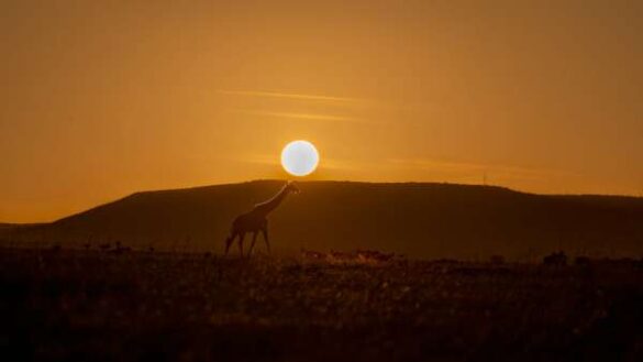 Shivashankar Hebbale (India) – The dawn