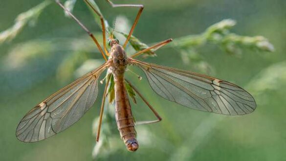 Stefan Stuppnig (Austria) – Diptera 5424