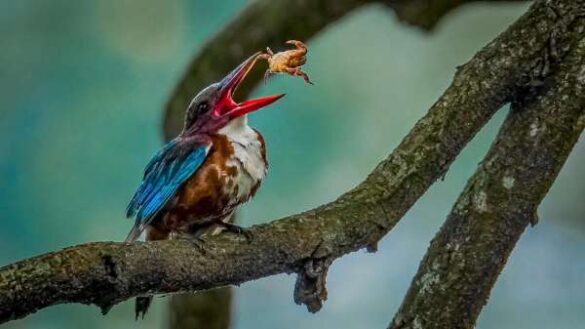 Thanura H.L. (Sri Lanka) – The Catch of the Mom…