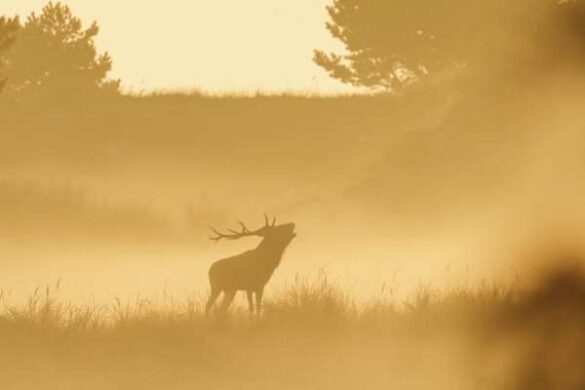 The Backlight Group digital medal – Christiane Heggemann (Germany) – deer
