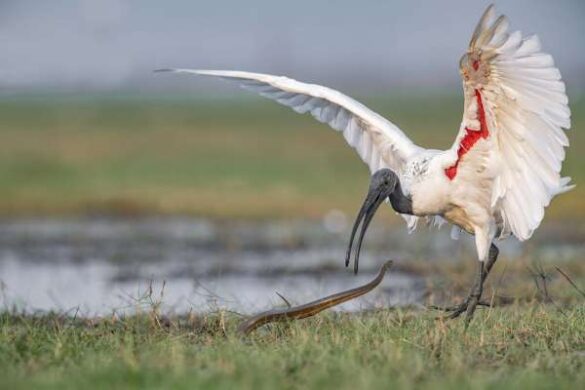 Vinay BV (India) – Ibis Snake 1305