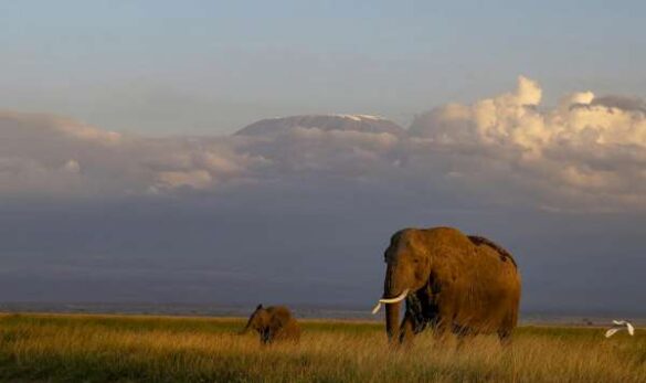 Vinay BV (India) – Kenya Amboseli Eleph…