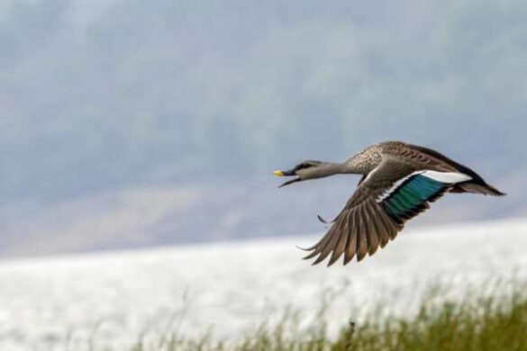Vishruth C (India) – Emerald Flight
