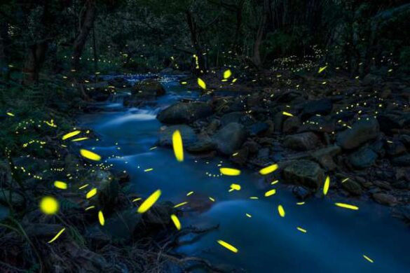Weihong Hu (China) – firefly