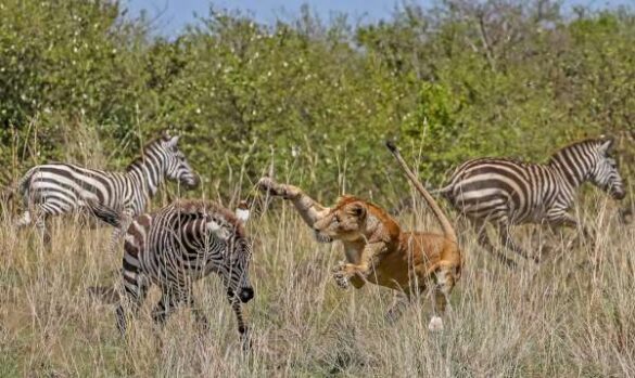 Wolfgang Kaeding (Germany) – Attack from Lioness
