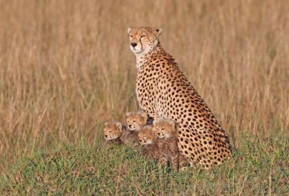 Wolfgang Kaeding (Germany) – Four young Cheetas
