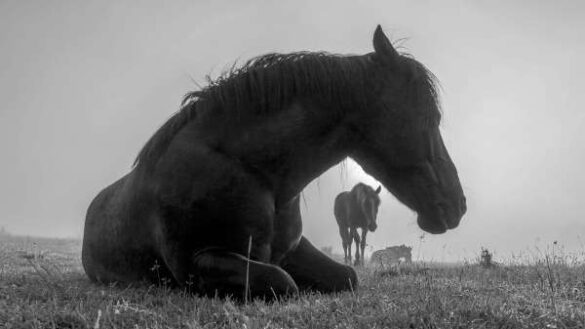Yuliyan Ivanov (Bulgaria) – Horses
