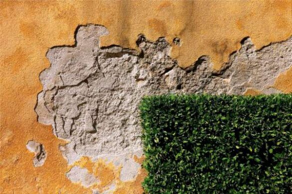 Zeljko Car (Croatia) – Green hedge