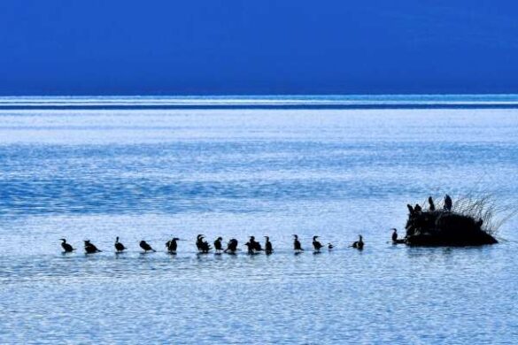 Zvonko Kezic (Croatia) – Cormorant Chat